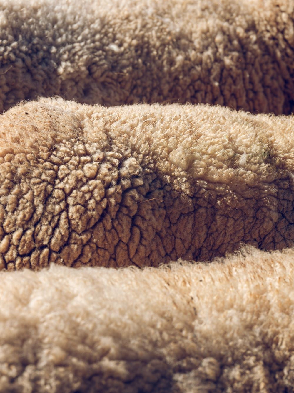 Мериносова вълна: защо да я носите и как да се грижите за нея?