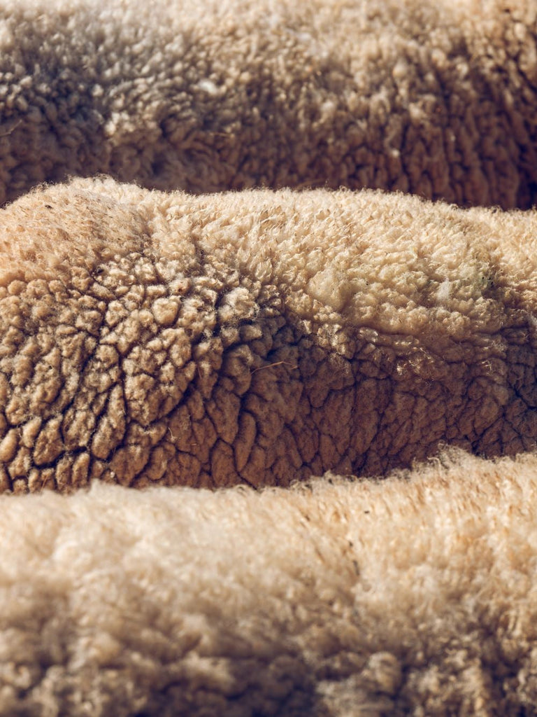 Мериносова вълна: защо да я носите и как да се грижите за нея?